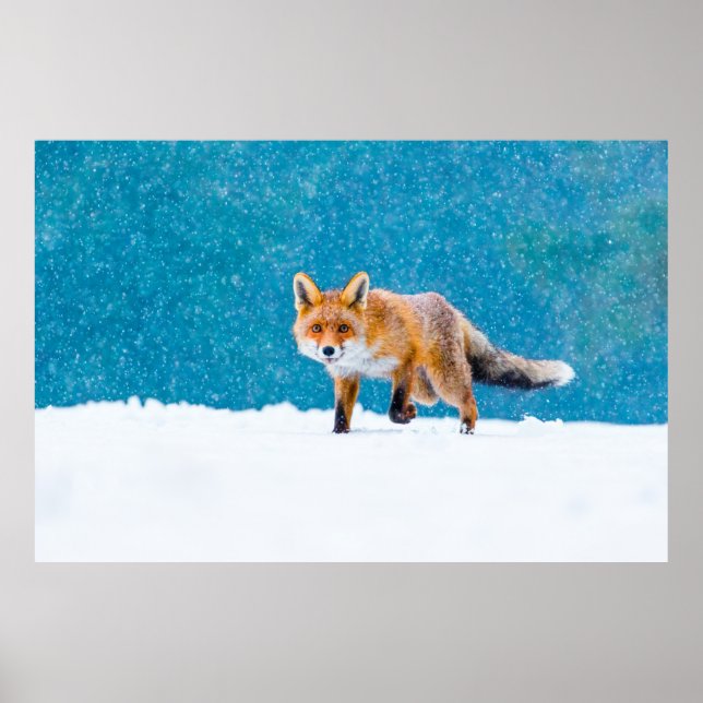 Poster Raposa no inverno. Raposa vermelha, Vulpes vulpes, (Frente)