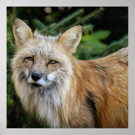 Poster Raposa selvagem