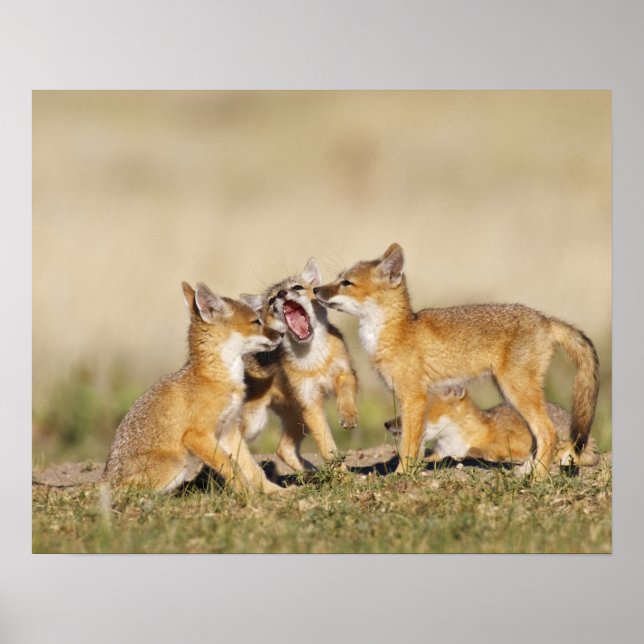 Poster Raposa-Swift (Vulpes macrotis) jovem em den burrow (Frente)