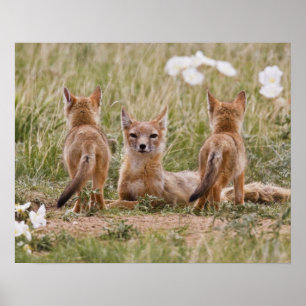Pôster Raposa Veloz (Vulpes velox) fêmea com filhotes em