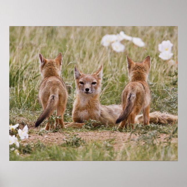 Pôster Raposa Veloz (Vulpes velox) fêmea com filhotes em (Frente)