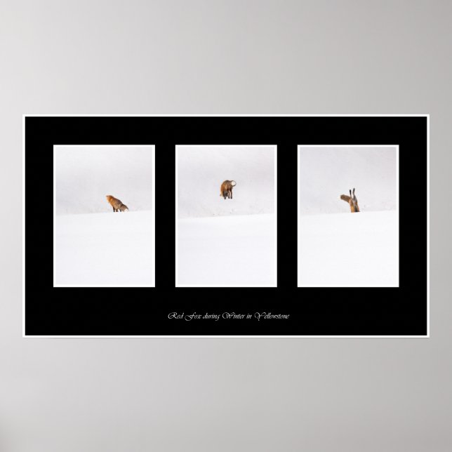 Pôster Raposa Vermelha (Frente)