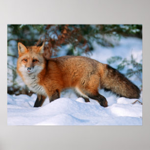 Poster Raposa Vermelha Neve em Winter, Montana