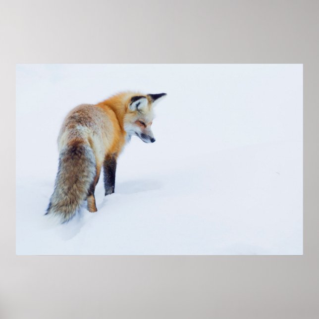 Pôster Raposa Vermelha no inverno (Frente)