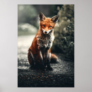 Poster Raposa Vermelha Sentada No Chão