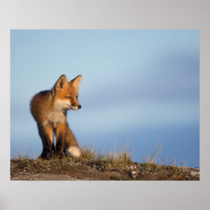 Pôster raposa vermelha, vulpes do Vulpes, nas 1002 áreas