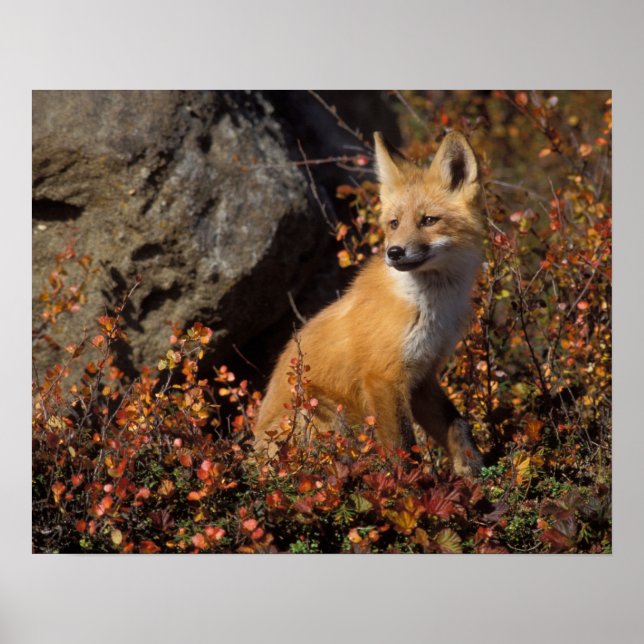 Pôster raposa-vermelha, Vulpes vulpes (Frente)