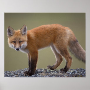 Pôster raposa-vermelha, Vulpes vulpes, ao longo do centro