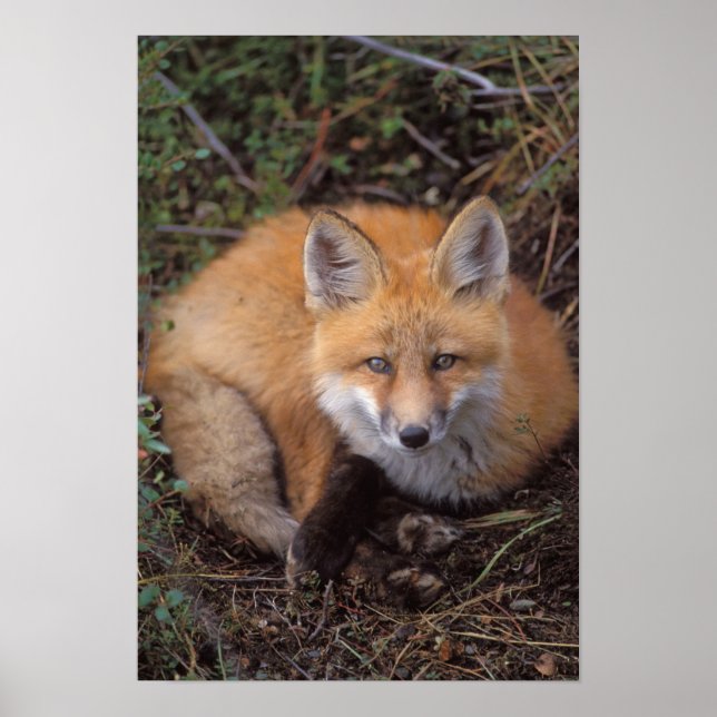 Poster raposa-vermelha, Vulpes vulpes, em cores de outono (Frente)