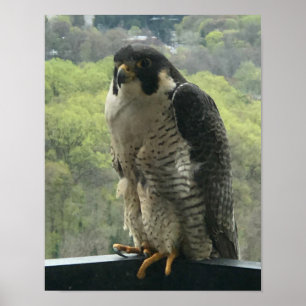 Poster raptor