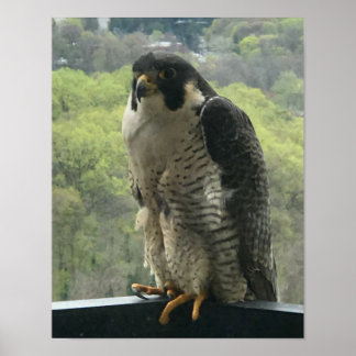 Poster raptor