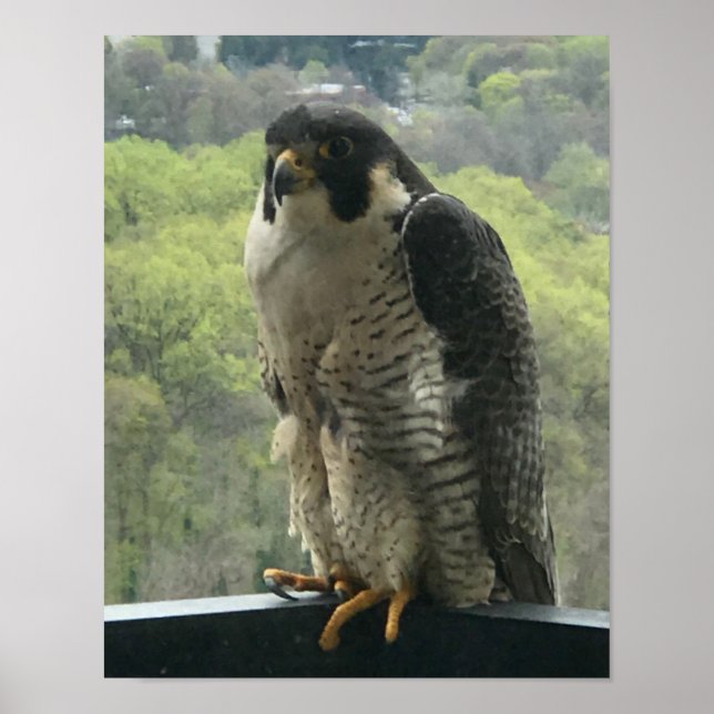 Poster raptor (Frente)