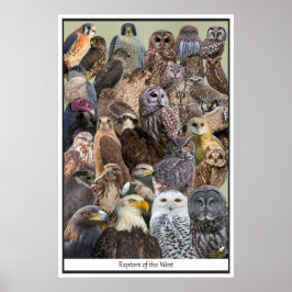 Poster Raptores do Ocidente