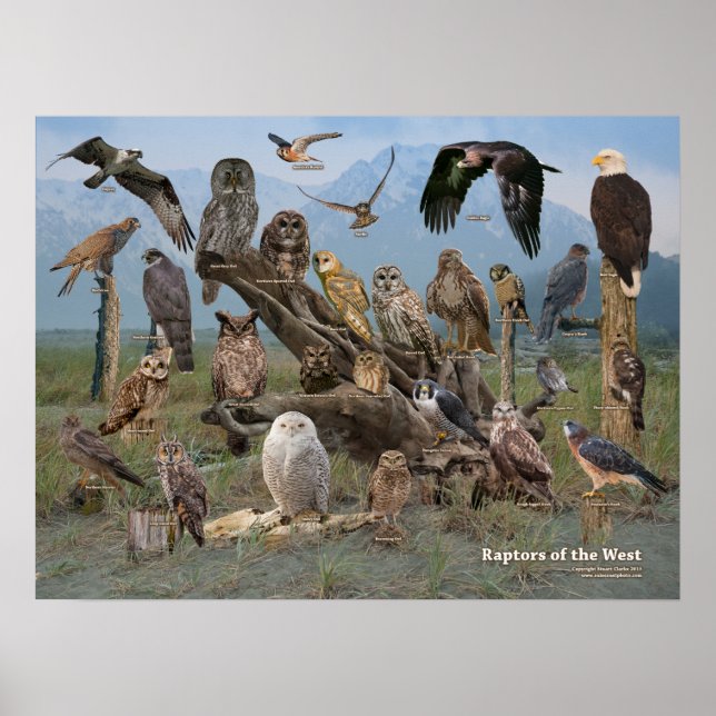 Pôster Raptores do Ocidente (Frente)