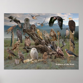 Poster Raptores do Ocidente 2019