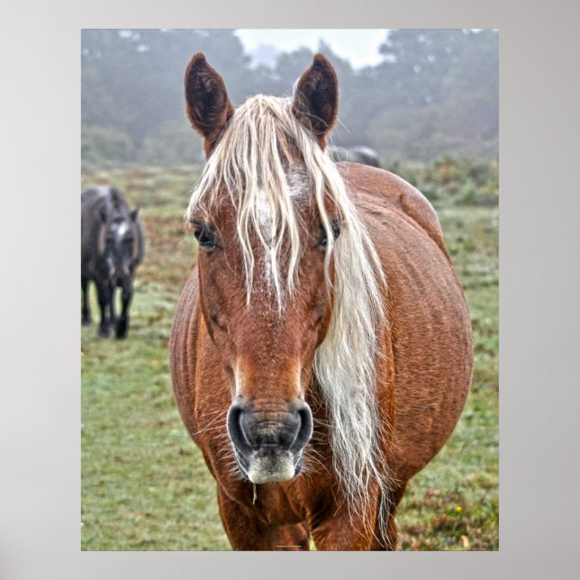 Poster Rare Wild New Forest Palomino Pony Hampshire, Rein (Frente)
