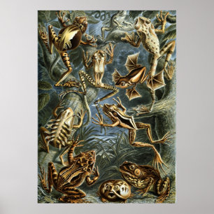 Pôster Rãs de Haeckel
