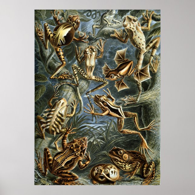 Pôster Rãs de Haeckel (Frente)