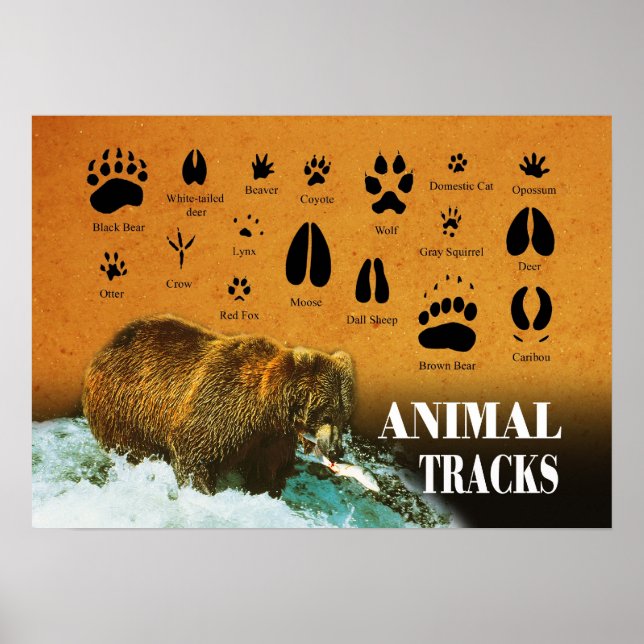 Poster Rastreio de Animais (Frente)