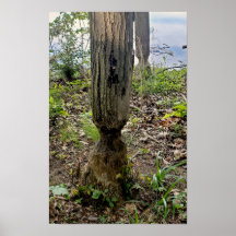 Rastreio de castores do Metropark Oakwoods