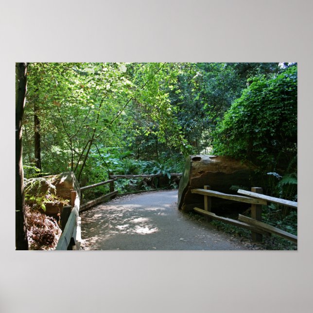 Pôster "Rastreio", Muir Woods (Frente)
