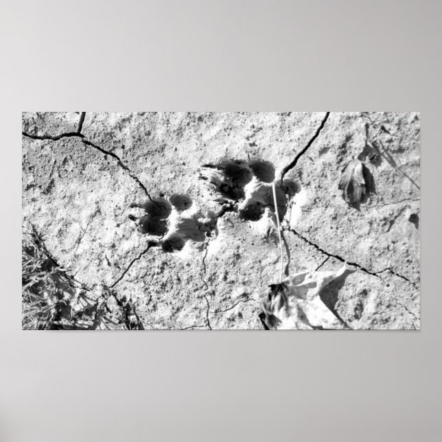 Pôster Rastreios (Frente)