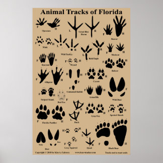 Poster Rastreios Animais da Flórida