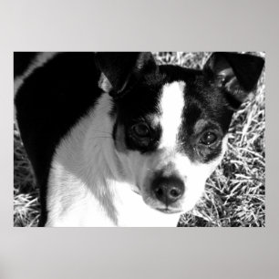 Pôster Rat Terrier