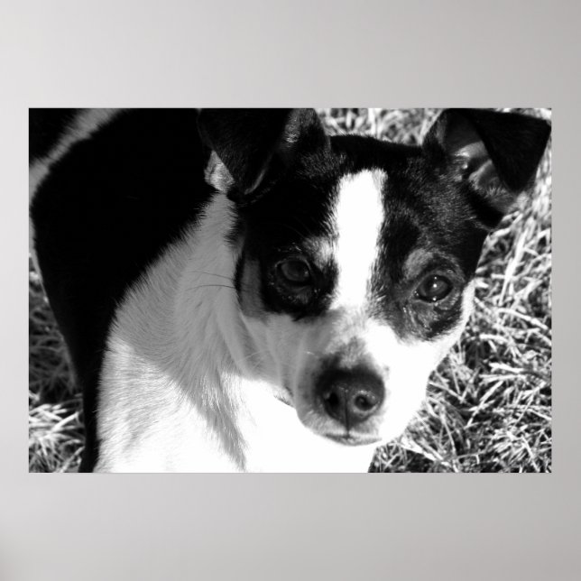 Pôster Rat Terrier (Frente)