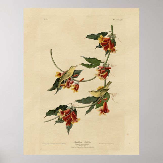 Poster Rathbone (Amarelo) Warbler - Aves de Audubon da Am (Frente)