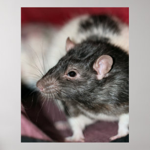 Poster Rato