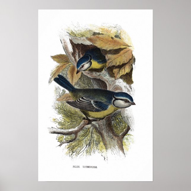 Pôster Rato azul, (Frente)