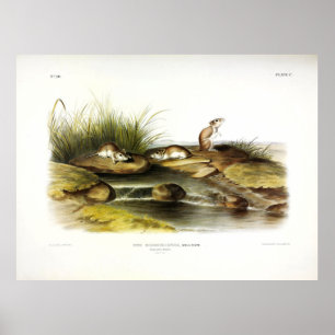Poster Rato de Missouri (Norte Grafopper) por Audubon