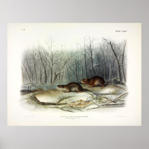 Poster Rato de Richardson, buraco de água de Audubon