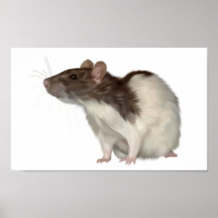 Poster Rato encapuçado da cutia
