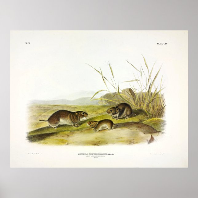 Poster Rato-prado-de-bochecha-amarela, Taiga Vole, de Aud (Frente)