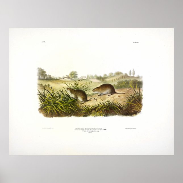 Poster Rato-sombra de Wilson (Vole-sombra) por Audubon (Frente)
