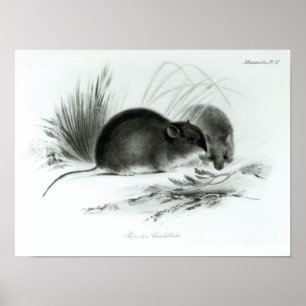 Pôster Rato, Terra do Fogo, Ámérica do Sul c.1832-36