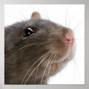 Pôster Ratos!!!