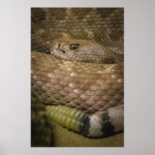 Poster rattler