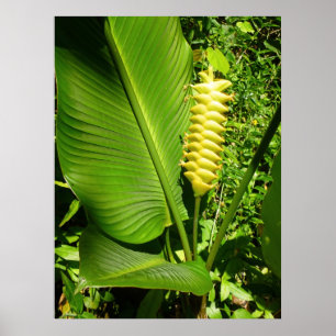 Poster Rattlesnake Ginger