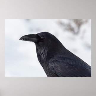 Poster Raven