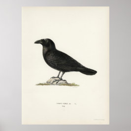 Poster Raven