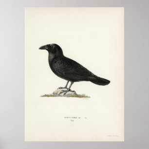 Poster Raven