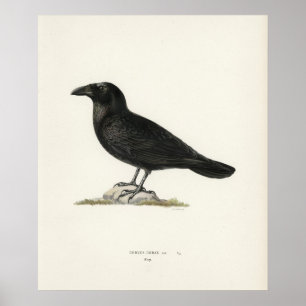 Poster Raven
