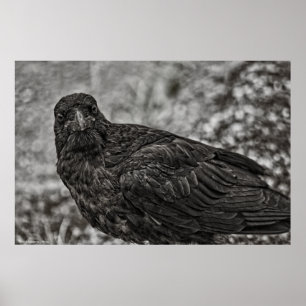 Poster Raven P9239
