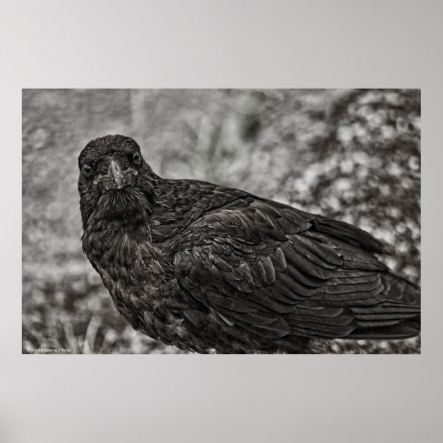 Poster Raven P9239 (Frente)