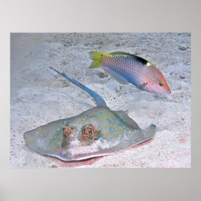 Poster Ray e Wrasse (Frente)