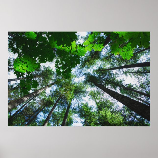 Pôster Reach for the Sky Tree Photograph (Frente)