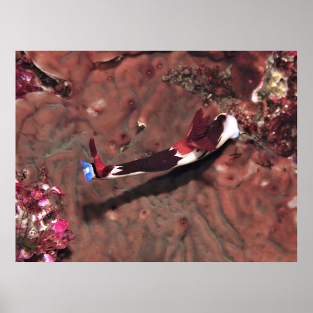 Poster Reaching (Frente)